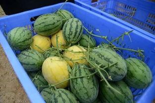 吃瓜网有没有,网络舆论场的新势力