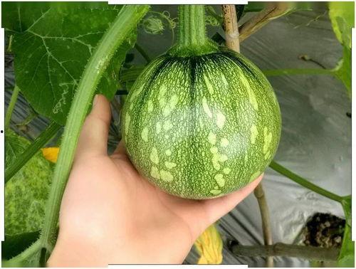 网红吃的网红小瓜图片