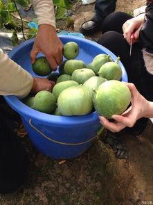 吃瓜最新论坛官网,揭秘娱乐圈最新热点，带你畅游八卦海洋