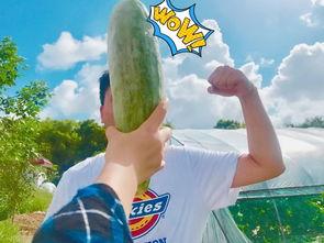 天天吃网红瓜,揭秘娱乐圈幕后真相