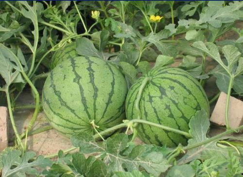 赣州网红吃瓜事件